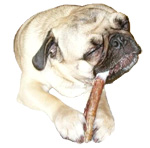 Benefits of bully sticks for dogs